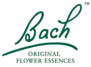 BACHWILLOW/SAUCEN38 (BACH)