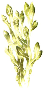 LAMINARIA ()