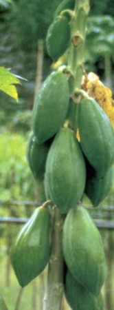 PAPAYA (CARICAPAPAYA)