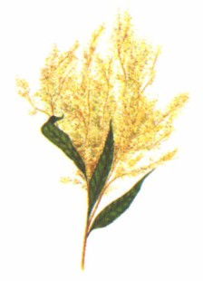 ROMPEPIEDRA (phyllanthusniruri)