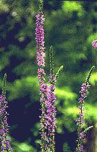 SALICARIA ()