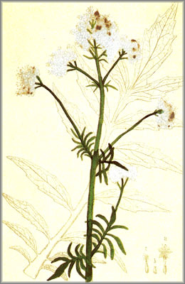 VALERIANA ()