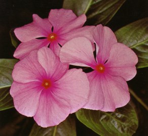 VICARIA (catharanthusroseus)