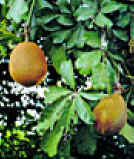 ZAPOTEAGUA (pachiraacutica)